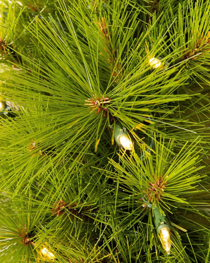 Green Monterey Pine Christmas Tree with Long Branches, Metal Stand and Built-In Micro LEDs