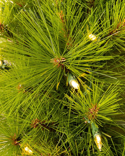 Green Monterey Pine Christmas Tree with Long Branches, Metal Stand and Built-In Colourful Micro LEDs