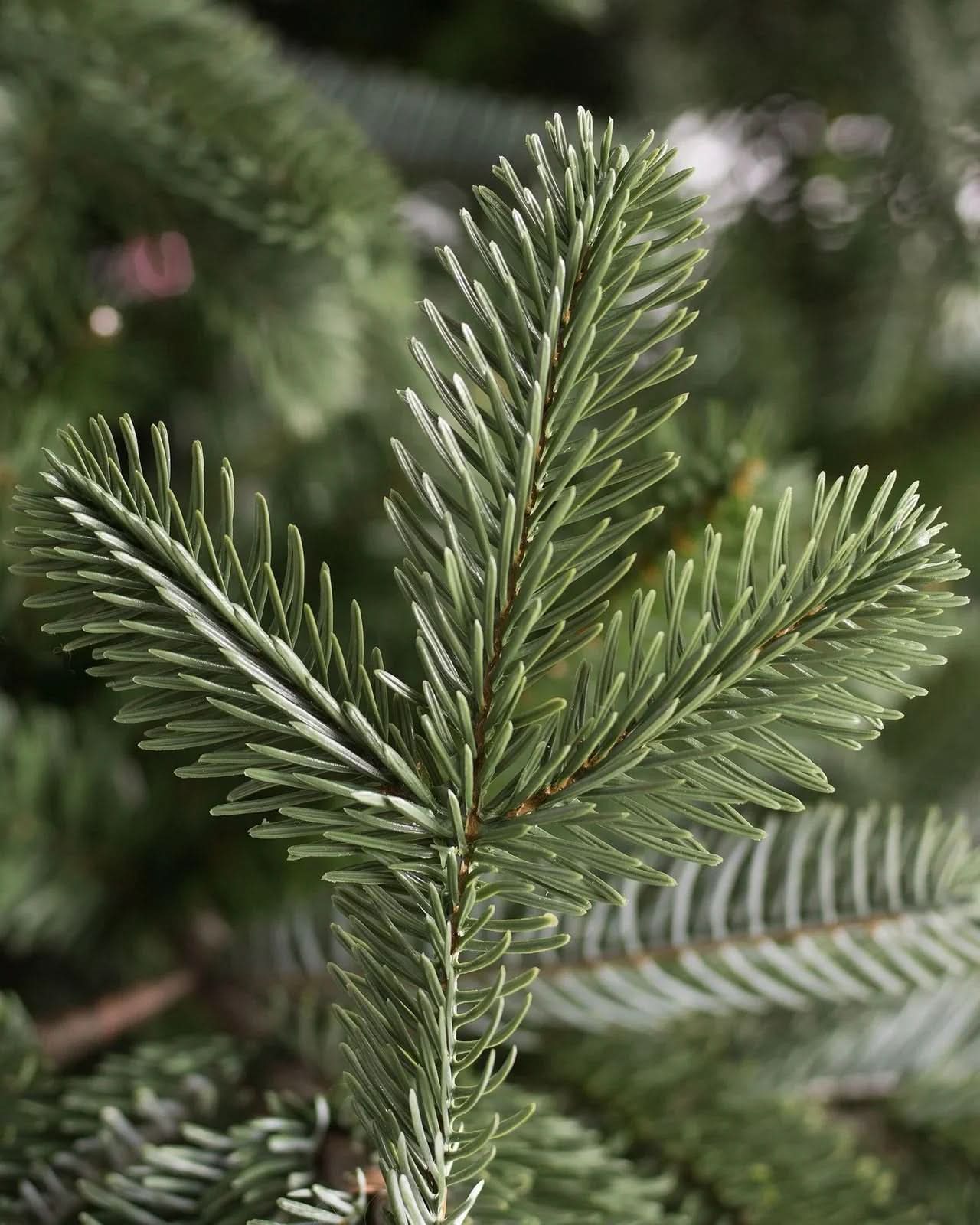 European Fir Christmas Tree with Hinged Branches, Metal Stand and Built-In Micro LEDs