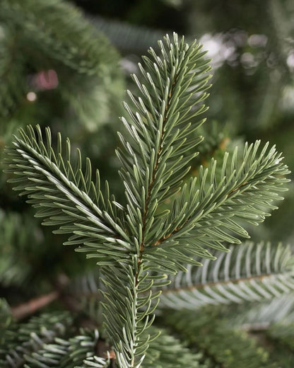 European Fir Christmas Tree with Hinged Branches, Metal Stand and Built-In Micro LEDs